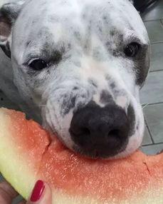 娱乐吃瓜汪星人是谁,网络红星的崛起之路