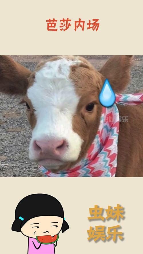 娱乐吃瓜酱可爱,可爱日常，带你领略娱乐圈甜蜜瞬间