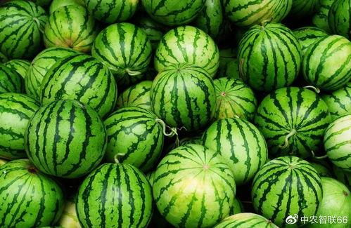 吃瓜网免费官网